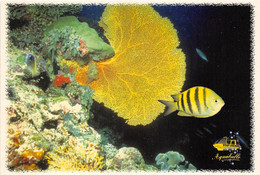 MARTINIQUE - LE MARIN - PORT DE PLAISANCE - "AQUABULLE" - POISSON - Le Marin