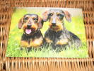 Hund Dog Alte Postkarte Dachshund Dackel Teckel - Perros