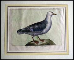 Die Möwe (le Rytsa, Petite Mouette Ou Goiland Blanc), Kolorierter Kupferstich Von Olafsen Aus Atlas Du Voyage En Islande - Lithographies