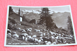 Aosta Antagnod Scena Agreste Pecore NV - Andere & Zonder Classificatie