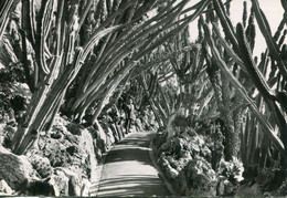 Delcampe - -  MONACO -  JARDIN  EXOTIQUE -  Allée Des Cereus - Exotischer Garten