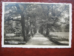 Waldenburg, Sachsen (Zwickau) - Eichen-Allee - Waldenburg (Sachsen)