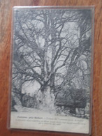 Fontaine . Tilleul De Turenne . Arbre . - Fontaine