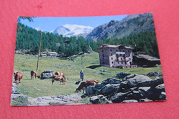 Aosta St. Jacques Di Champoluc Salesiani Valsalice Bel Bosco Fiery Scena Agreste Mucche Cows 1975 - Autres & Non Classés