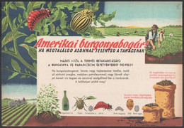 Villamosplakát: Amerikai Burgonyabogár! Ha Megtalálod, Azonnal Jelentsd A Tanácsnak!, 33,5×24 Cm - Andere & Zonder Classificatie