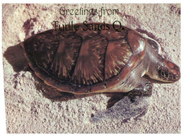 (OO 21) Tortoise / Tortue / Australia - Turtle Sands QLD - With Bird Stamp - Schildpadden