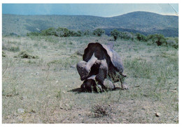 (OO 21) Tortoise / Tortue / Ecuador - With Bird Stamp - Schildpadden