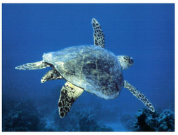 (OO 21) Tortoise / Tortue (swimming) - Schildpadden