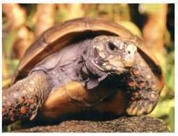 (OO 21) Tortoise / Tortue (on Land) - Schildpadden