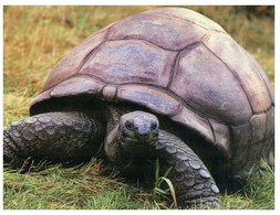 (OO 21) Tortoise / Tortue (on Land) - Schildpadden