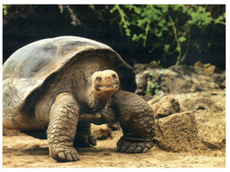 (OO 21) Tortoise / Tortue (on Land) - Schildpadden