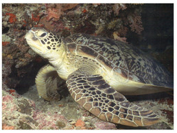 (OO 21) Tortoise / Tortue (swimming) - Schildpadden