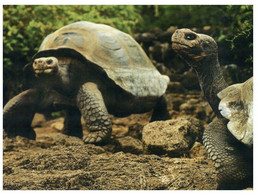 (OO 21) Tortoise / Tortue (on Land) - Schildpadden