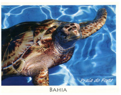 (OO 21) Tortoise / Tortue (posted From Brazil) - Schildpadden