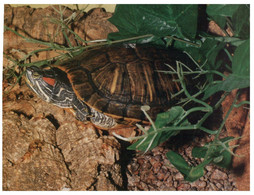 (OO 21) Tortoise / Tortue - Schildpadden