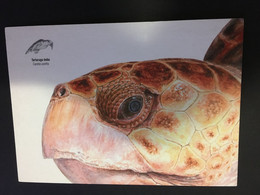 (OO 21) Tortoise / Tortue (from Madeira) - Schildpadden