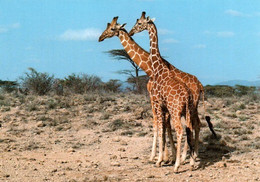 CPM - GIRAFE ... Edition WWF - Lot De 4 Cartes A SAISIR - Girafes