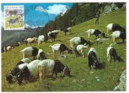 405 - 10 - Carte Maximale Suisse - Timbre "chèvre" - Cachet Illustré De Maienfeld 1994 - Farm