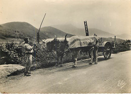 PAYS BASQUE - Sur La Route D'Ascain - Attelage De Boeufs - 10211 - Wagengespanne