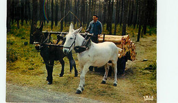 AU PAYS LANDAIS - Attelage De Mules - Spannen