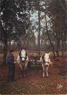 LA LANDE - Attelage De Mules Dans La Forêt Landaise - N 6404 - Equipos