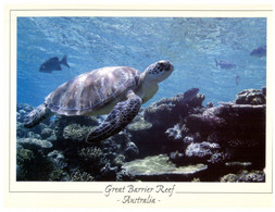 (OO 23) Tortoise - Great Barrier Reef - Australia - Schildpadden