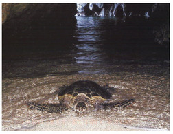 (OO 23) Hawaiian Green Sea Turtle (with USA Stamp) - Schildpadden