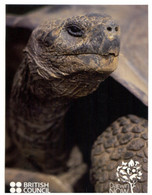 (OO 23)  British Council With Galapagos Tortoise (and Taiwan Bee Stamp) - Schildpadden