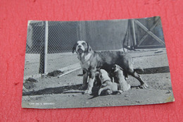 Aosta Grand St. Bernard Gran San Bernardo I Cani 1957 - Otros & Sin Clasificación