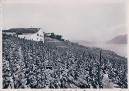 Grandvaux, Domaine De La Crausaz, Emile Kreis Propriétaire (7902) 10x15 - Grandvaux