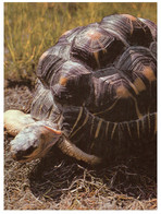(OO 25) Posted To Australia - Tortoise - Turtle - Tortue (postd From Lithuania With Drop Shape Stamp) - Schildpadden