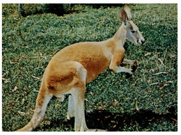 (OO 25) Australia -  Kangaroo (BA 227) - Aborigines
