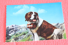 Aosta Gran S. Bernardo Grand St. Bernard E Il Cane NV - Other & Unclassified