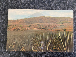 El Salvador - Plantación De Maguey - Tarjeta Postal  Post Card - El Salvador