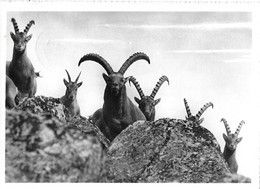 ZERNEZ → Steinböcke Im Schweizer Nationalpark Anno 1952 - Zernez