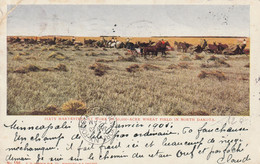 Sixty Harvesters At Work In 50,000 Acre Wheat Field In North Dakota - Other & Unclassified