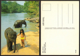 Sri Lanka Baby Elephant Child Girl #28283 - Sri Lanka (Ceylon)