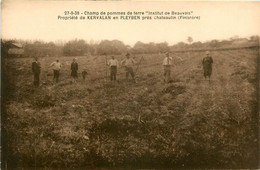 Pleyben * Propriété De Kervalan * Champ De Pommes De Terre " Institut De Beauvais " * Travail Aux Champs - Pleyben