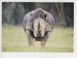 Kenya - Rhinocéros Blanc Sous La Pluie, Lac Nakuru - Masaï-Mara (Denis-Huot Photographe) Muséum Le Havre - Rhinoceros