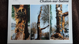 CPM L ARBRE DE LA LIBERTE  L ORME A MANON  MACON SCULPTEUR SUR BOIS YEVES GAILLARD ED CIM - Arbres