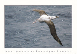 TERRES AUSTRALES ET ANTARCTIQUES FRANCAISES - Grand Albatros - TAAF : Franz. Süd- Und Antarktisgebiete