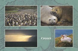 TERRES AUSTRALES ET ANTARCTIQUES FRANCAISES - Crozet - TAAF : French Southern And Antarctic Lands