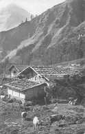 Sur L'Alpe Auf Der Alpe Vache Kuhe Alpage - Andere & Zonder Classificatie