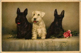 Bonne Fête * Chien Chiens Dog * Fox Terrier - Dogs