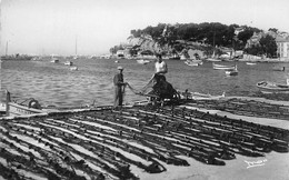 Sanary Sur Mer       83        Le  Port   Séchage Des Filets    Année 1960   N° 6385      (voir Scan) - Sanary-sur-Mer