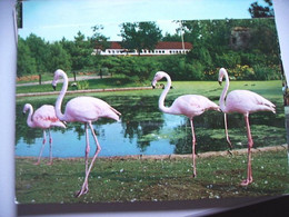 Nederland Holland Pays Bas Alphen Aan Den Rijn Avifauna Met Flamingo's - Alphen A/d Rijn