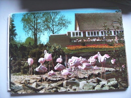 Nederland Holland Pays Bas Alphen Aan Den Rijn Avifauna Met Vogels Op Keien - Alphen A/d Rijn