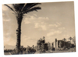 Maroc--Souvenir Du Maroc Pittoresque --1962--Paysage Du Sud (palmiers)................à Saisir - Autres & Non Classés