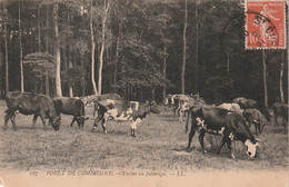 ***  92  ***  Forêt De Compiegne Vaches Au Pâturage - Mini écornage - BG - Sinon TTB - Breeding