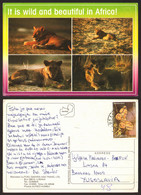 Africa Zambia Lions Nice Stamp #29150 - Zambie